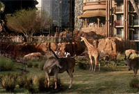 Animal Kingdom's Africa