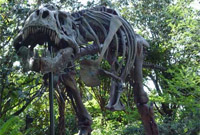 The bones of an angry T-Rex at Dinoland U.S.A.