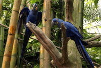 See various habitats on your way through Animal Kingdom's Oasis